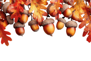 Close up of acorns and oak leaves in autumn yellow orange tones top view isolated on transparent background PNG, frame, design, decoration for Thanksgiving and seasonal fall holidays