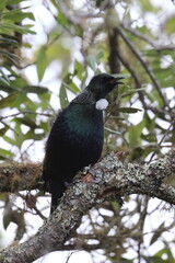 tui