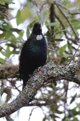 tui