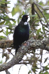 tui