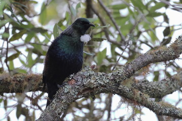 tui