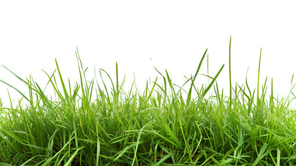 Obraz premium Lush green grass isolated on black background