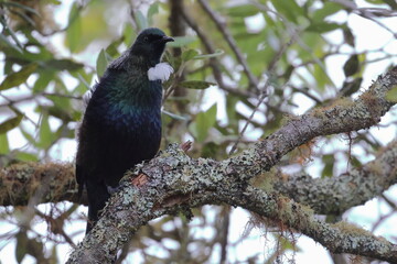 tui