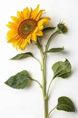 Fototapeta premium Bright Sunflower Head with Stem Isolated