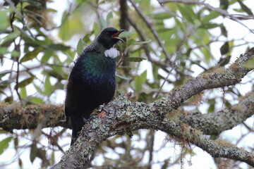 tui