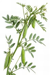 Obraz premium Lentil Plant with Pods and Flowers on White