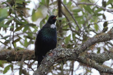 tui