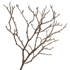 Bare Branches Winter Tree Twig Nature