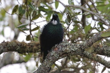tui