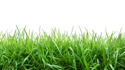 Fototapeta premium Lush green grass isolated on black background