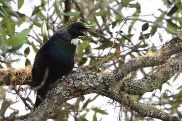 tui