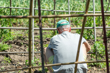 Elderly man gardening in a vegetable patch