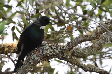 tui
