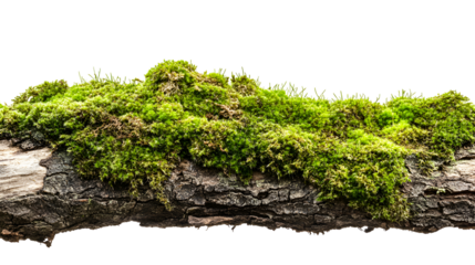 Lush green moss covering a dark tree branch isolated on black