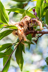 Syzygium jambos pertenece a la familia de Myrtaceae.