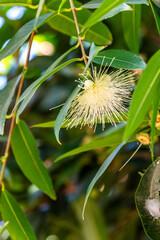 Syzygium jambos pertenece a la familia de Myrtaceae.