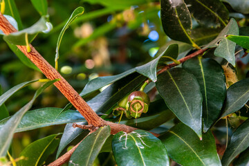 Syzygium jambos pertenece a la familia de Myrtaceae.