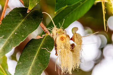 Syzygium jambos pertenece a la familia de Myrtaceae.
