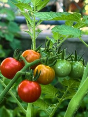 tomatoes on the vine