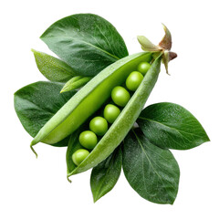 Fresh green pea pod with water droplets and leaves isolated on transparent background