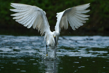 egret bird trying to catch fish in lake