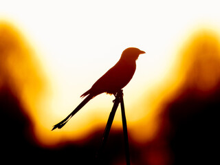 Silhouette Black drongo Dicrurus macrocercus sunset behind with glossy plumage and distinctive forked tail Pakistan bird wildlife nature photography mimicking bird king crow