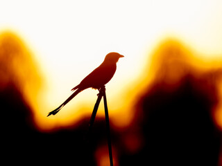 Fototapeta premium Silhouette Black drongo Dicrurus macrocercus sunset behind with glossy plumage and distinctive forked tail Pakistan bird wildlife nature photography mimicking bird king crow