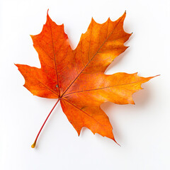 Fototapeta premium A colorful autumn maple leaf isolated on white background, showcasing the natural red, yellow, and orange fall foliage