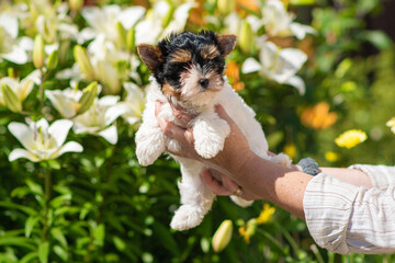 Adorable Yorkie Puppy with Green Background