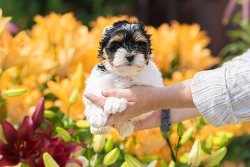 Puppy Held in Front of Yellow Flowers
