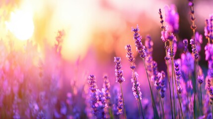 Vibrant lavender field under a golden sunset, showcasing nature's beauty and tranquility