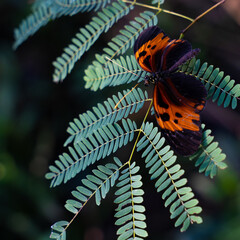 Butterfly resting on a leafy branch in natural environment