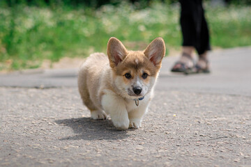 Curious Corgi Puppy Standing Still
