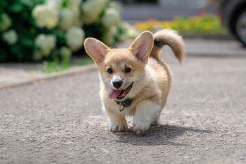Happy Corgi Puppy Running on Street