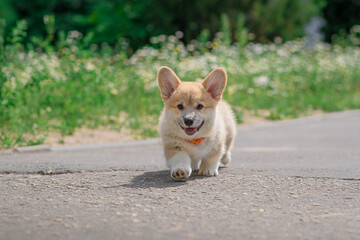 Running Corgi Puppy Outdoors