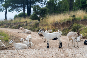 Fototapeta premium Free-roaming goats resting on a mountain path.