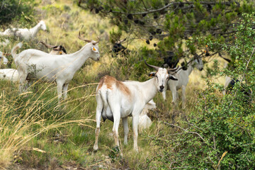 Obraz premium Herd of goats on the forest