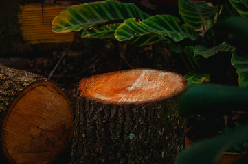 tronco de árbol cortado, tala de árboles, deforestación.