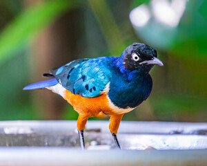 A Superb Starling