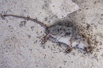 Ants eating a dead gray mouse. A group of ants swarm over the lifeless body of a gray mouse lying...