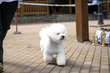 Bichon Frise Walking With Handler at Show