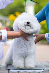 Professional Grooming of Bichon Frise Dog