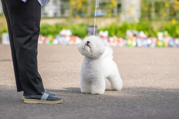 Bichon Frise Standing Confidently in Show