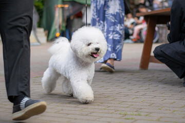Bichon Frise Joyfully Trotting in Ring