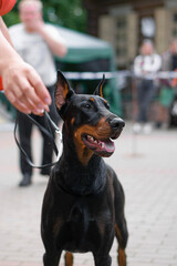 Doberman Pinscher During Dog Show