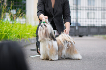 Elegant Shih Tzu Walking in Show Ring