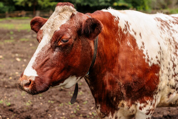 One of the cows at Old World Wisconsin, Eagle, Wisconsin, just enjoying the sunshine on July 4th