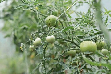 Tomato seedlings are grown in the ground on raised beds in a greenhouse. Green tomatoes on branches. The concept of tomato ripening and farming.