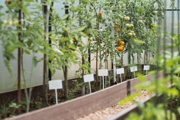 Tomato seedlings are grown in the ground on raised beds in a greenhouse. Green tomatoes on branches. The concept of tomato ripening and farming.