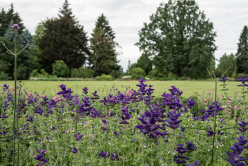 A peaceful summer meadow scattered with delicate blue wildflowers swaying gently in the breeze. The...